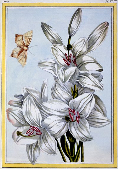 O Grande Lírio Branco, pub. 1776. de Pierre Joseph Buchoz