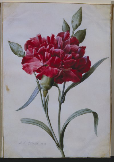 Um cravo vermelho escuro, 1822 de Pierre Joseph Redouté
