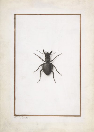 Um Besouro, . de Pierre Joseph Redouté