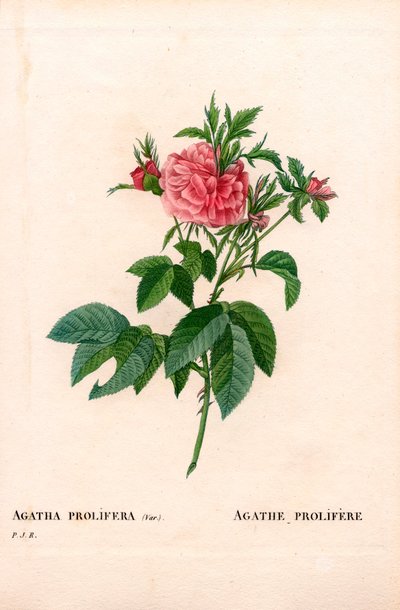 Agatha prolifere rosa, Rosa gallica variedade. Gravura em chapa de cobre colorida à mão de "Les Roses", de Pierre Joseph Redoute, Paris de Pierre Joseph Redouté