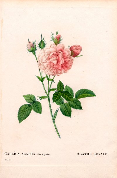 Agathe Royale rose, Rosa gallica variedade. Gravura em chapa de cobre colorida à mão de "Les Roses", de Pierre Joseph Redoute, Paris de Pierre Joseph Redouté