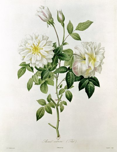 Like Vibe (Tea) de Eustache Hyacinthe Langlois (1777-1837) de Pierre Joseph Redouté