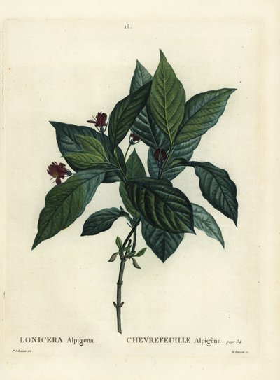 Madressilva alpina, Lonicera alpigena. Gravura de estilete colorida à mão por Du Ruisseau após uma ilustração de Pierre-Joseph Redoute, de Henri Louis Duhamel du Moncel