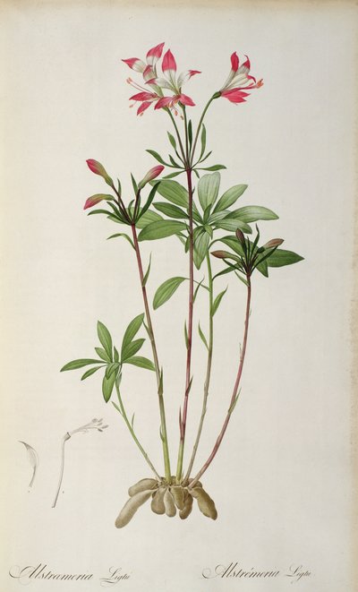 Alstraemeria Ligtu, de "Les Liliacees" de Pierre Redoute, 8 volumes, publicada em 1805-16, (gravura colorida) de Pierre Joseph Redouté