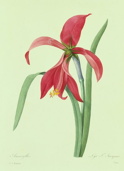 Amaryllis (gravura a cores) de Pierre Joseph Redouté