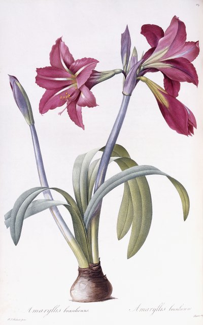 amaryllis brasileiros de Pierre Joseph Redouté