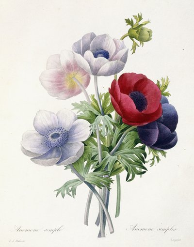 Anenome Simple, de "Escolha das mais belas flores e dos mais belos frutos", de Pierre Joseph Redoute, 1829 de Pierre Joseph Redouté