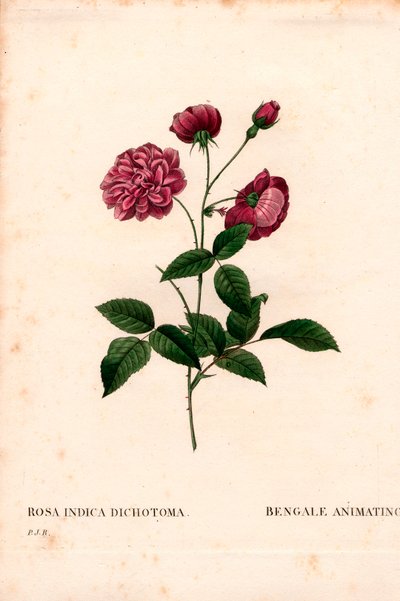 Animando a rosa da China, Rosa chinensis híbrido, O Bengala animando. Gravura em chapa de cobre colorida à mão, de Pierre Joseph Redoute, "Les Roses", Paris de Pierre Joseph Redouté