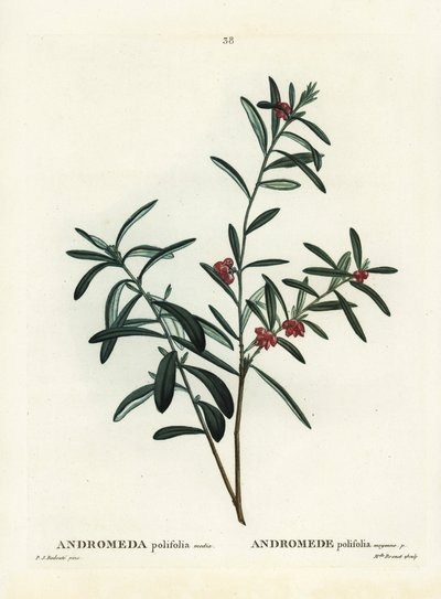 Alecrim do pântano, Andrómeda polifolia. Gravura de um estilete colorido à mão, depois de uma ilustração de Pierre-Joseph Redoute, de Henri Louis Duhamel du Monceau