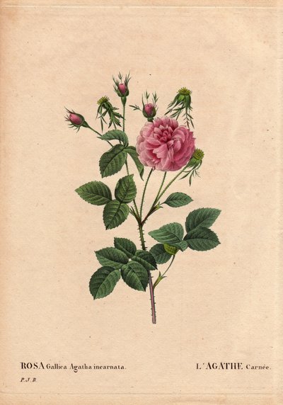 Tábua Botânica, Flower, Rose Variete: Agathe carnee (Rosa gallica agatha incarnata). Origem desconhecida, espécies híbridas de Rose Gallica Damask. Em "Les Roses", Volume 2 de Pierre Joseph Redoute (1759-1840) de Pierre Joseph Redouté
