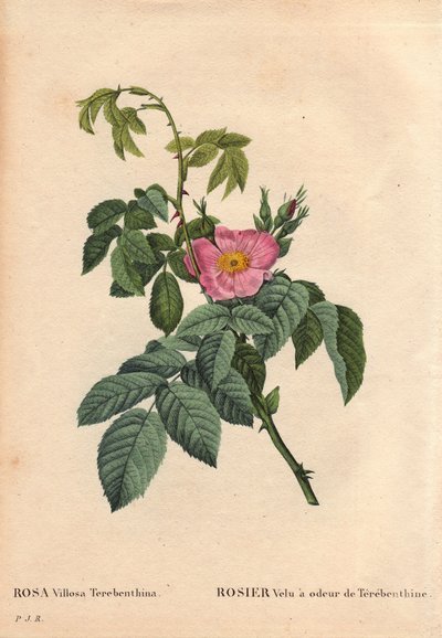 Tábua Botânica, Flower, Rose Variete: Rosa Cabeluda tem o cheiro de Terebenthine (Rosa Villosa Terebenthina). Em "Les Roses", Volume 2 de Pierre Joseph Redoute (1759-1840) de Pierre Joseph Redouté