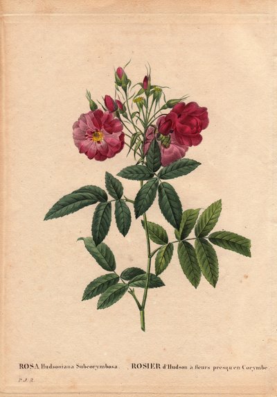 Tábua Botânica, Flower, Rose Variete: Rosa Hudson com flores quase em Corymbe (Rosa hudsonia subcorymbosa), da América do Norte, esta variedade foi cultivada por Monsieur Ternaux antes de 1821. Em "Les Roses", Volume 2 de Pierre Joseph Redoute (1759-1840) de Pierre Joseph Redouté