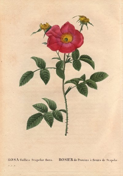 Tábua Botânica, Flower, Rose Variete: Provin Rose com floração de Stapelia (flora Rosa Gallica Stapeliae), provavelmente espécies extirpadas. Em "Les Roses", Volume 2 de Pierre Joseph Redoute (1759-1840) de Pierre Joseph Redouté