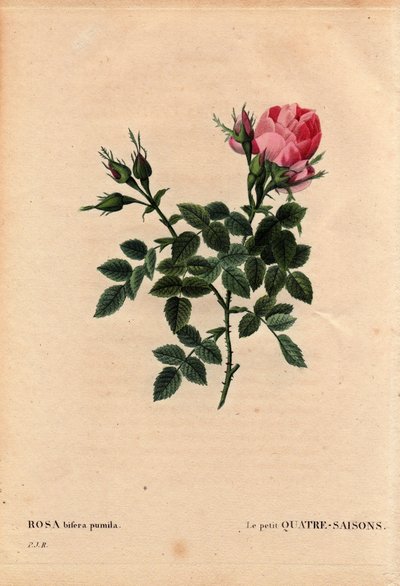 Tábua Botânica, Flower, Rose Variete: The Little Four Seasons (Quatro Estações). Em latim: Rosa bifera pumila, cultivada por Monsieur Noel, Paris, França, antes de 1824. Em "Les Roses", Volume 2, de Pierre Joseph Redoute (1759-1840) de Pierre Joseph Redouté