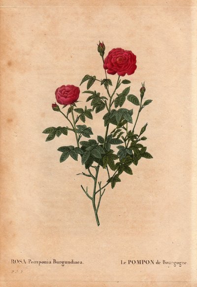 Tábua Botânica, Flower, Rose Variete: O Pompon de Borgonha (Rosa Pomponia Burgundiaca). Origem desconhecida, variedade de saída antes de 1664. Em "Les Roses", Volume 2 de Pierre Joseph Redoute (1759-1840) de Pierre Joseph Redouté