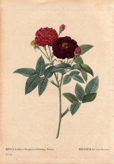 Tábua Botânica, Flower, Rose Variete: Van Eeden Rose (Rosa Gallica Purpurea Velutina Parva). Cultivada na Holanda por Van Eeden antes de 1810. Em "Les Roses", Volume 2 de Pierre Joseph Redoute (1759-1840) de Pierre Joseph Redouté