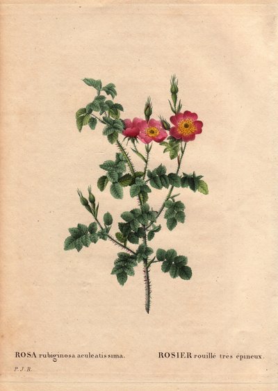 Tábua Botânica, Flower, Rose Variete: Rosa rubiginosa muito espinhosa (Rosa rubiginosa aculeatissima). Obtida por sementes e empanada pela Du Pont por volta de 1810. Em "Les Roses", Volume 2, de Pierre Joseph Redoute (1759-1840) de Pierre Joseph Redouté
