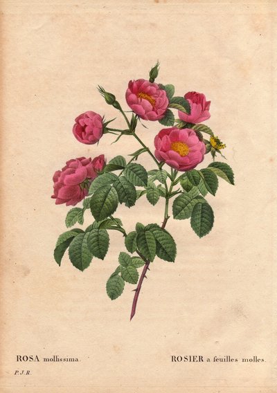 Tábua Botânica, Flower, Rose Variety: Rosa com folhas macias. (Rosa mollissima flora submultiplici). Variedade Rosa mollissima, antes de 1821. Em "Les Roses", Volume 2, de Pierre Joseph Redoute (1759-1840) de Pierre Joseph Redouté