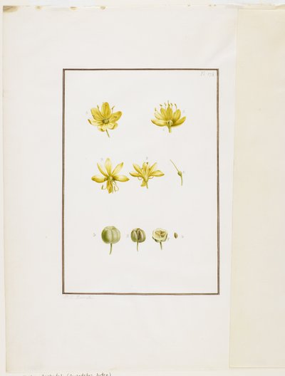 Dissecção Botânica: Asfódelo Amarelo (Asphodelus lutea), c.1778-90 (wc e grafite sobre papel) de Pierre Joseph Redouté