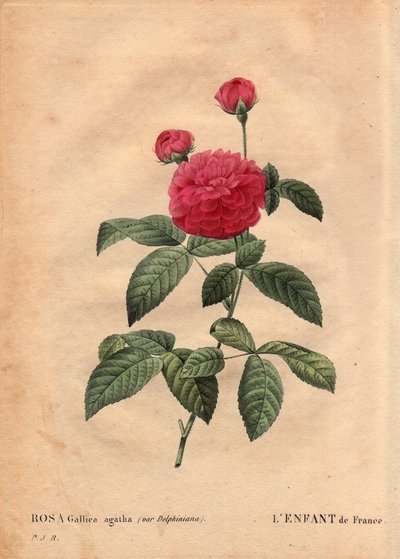 Placa Botânica, Flor, Variete Rosa: A criança da França (Rosa gallica agatha var. delphiniana). Cultivada por Monsieur Du Pont, por volta de 1802, conhecida desde o regimento de Luís XV (1710-1774) e chamada "Enfant de France" em homenagem ao Delfim. Em "L de Pierre Joseph Redouté