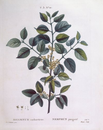 Buckthorn (Rhamnus catharticus), Henry Louis Duhamel du Monceau, placa botânica de Pierre Joseph Redouté de Pierre Joseph Redouté