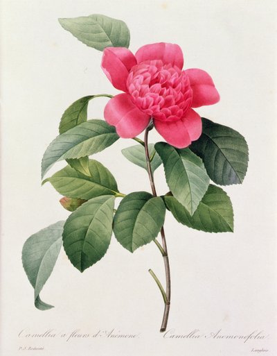 Camellia Anemonefolia (gravura a cores) de Pierre Joseph Redouté