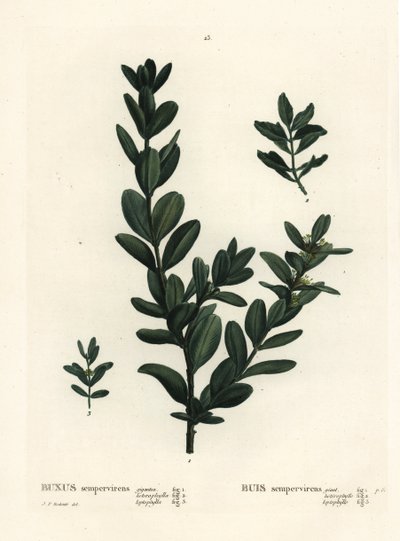 Caixa comum, caixa europeia ou boxwood, Buxus sempervirens (gigantea, heterophylla e leptophylla). Gravura de um estilete colorido à mão depois de uma ilustração de Pierre-Joseph Redoute, de Henri Louis Duhamel du Monceau