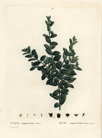 Caixa comum, caixa europeia ou boxwood, Buxus sempervirens fruticosa. Gravura de um estilete colorido à mão depois de uma ilustração de Pierre-Joseph Redoute, de Henri Louis Duhamel du Monceau