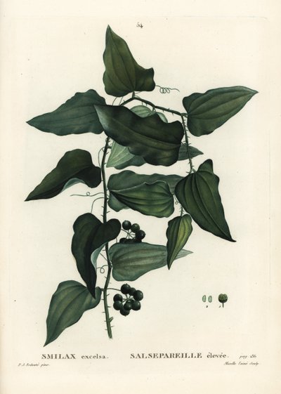 Smilax comum, bindweed bindweed, salsaparilla ou smilax mediterrânico, Smilax aspera (Smilax excelsa). Gravura de agulha colorida à mão por Mixelle l