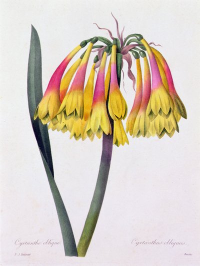 Cyrtanthus Obliquus (gravura colorida) de Pierre Joseph Redouté