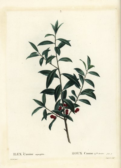 Dahoon holly ou cassina, Ilex cassine. Gravura de agulha colorida por Coqueret depois de uma ilustração de Pierre-Joseph Redoute de Henri Louis Duhamel du Moncel