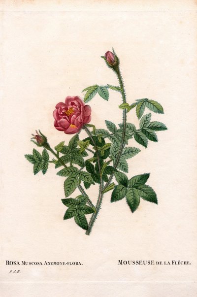 De la Fleche rose, Rosa centifolia var. muscosa, La Mousseuse de la Fleche. Gravura em chapa de cobre colorida à mão de "Les Roses", Paris, de Pierre Joseph Redoute de Pierre Joseph Redouté