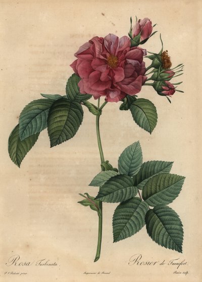 Rosa rosa empoeirada, Rosa turbinata de Pierre Joseph Redouté