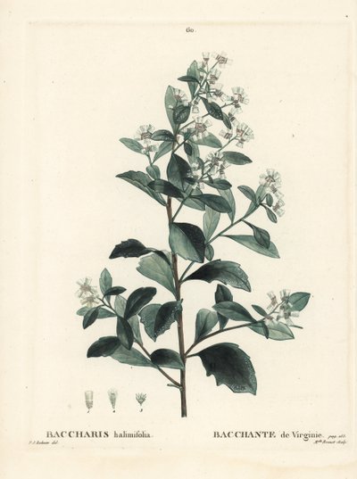 Baccharis oriental, moita, murta do mar ou salsicha, Baccharis halimifolia. Gravura de agulha colorida por Miss Brenet depois de uma ilustração de Pierre-Joseph Redoute de Henri Louis Duhamel du Moncel