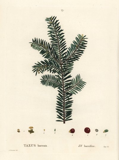Teixo inglês ou teixo europeu, Taxus baccata. Gravura em estilete colorido depois de uma ilustração de Pierre-Joseph Redoute, de Henri Louis Duhamel du Monceau