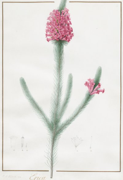 Erica Fulgida, 1813 von Pierre Joseph Redouté