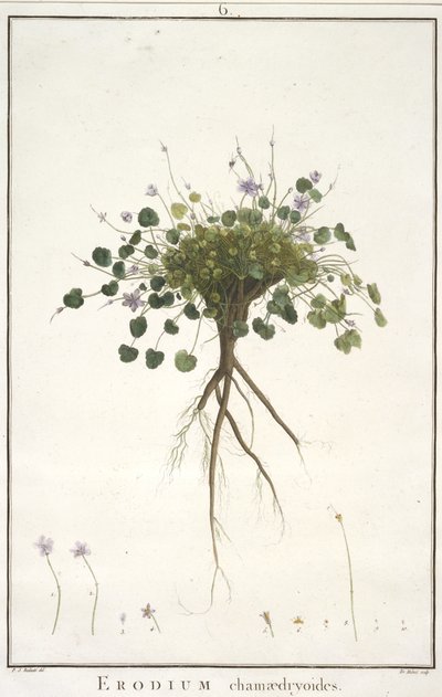 chamaedryoides Daisy, de Geraniologia, ou horas, PELARGONII, ícones história Monsoniae grielum para ilustrar, 1787-88 (gravura mão-colorida) de Pierre Joseph Redouté