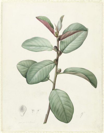 Ficus rubeginosa (wc e bodycolour sobre grafite aveludado) de Pierre Joseph Redouté