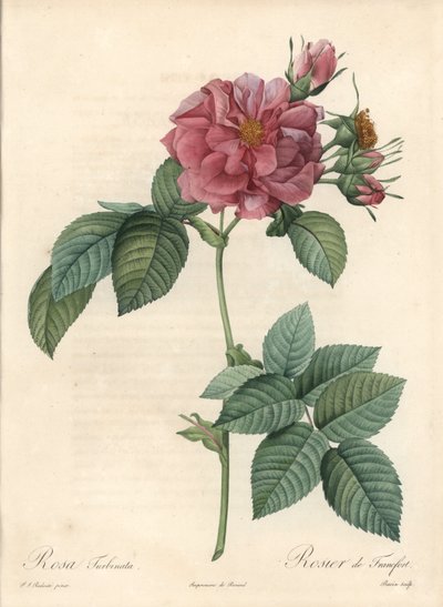 Frankfurt Rosier - Eau forte de Bessin, baseado numa ilustração de Pierre Joseph Redoute (1759-1840), de Les Roses de Pierre Joseph Redouté