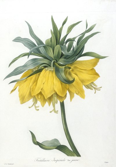 Fritillary, variedade amarela Imperiale, da Seleção Das Flores Mais Bonitas E Dos Frutos Mais Bonitos, 1827 (gravura stipple colorida à mão) de Pierre Joseph Redouté
