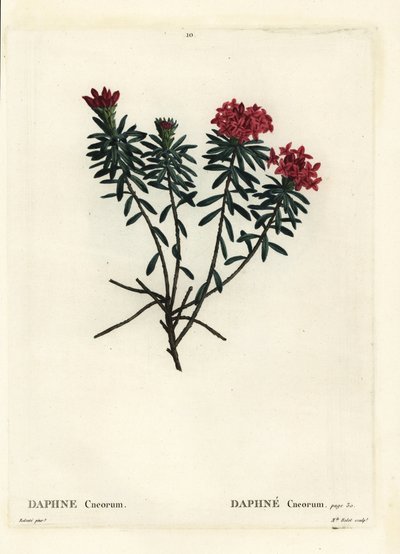 Garland flower rose gold daphne, Daphne cneorum. Gravura de ponto colorido por Miss Rolet depois de uma ilustração de Pierre-Joseph Redoute de Henri Louis Duhamel du Moncel