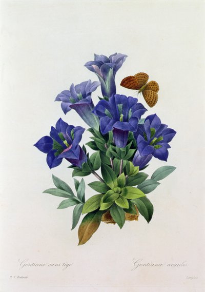 Gentiana Acaulis (gravura colorida) de Pierre Joseph Redouté