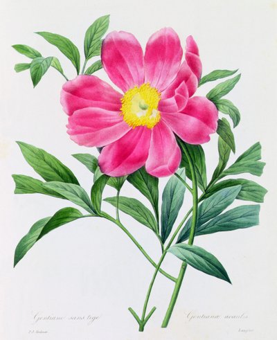 Genciana sem haste (gravura colorida) de Pierre Joseph Redouté