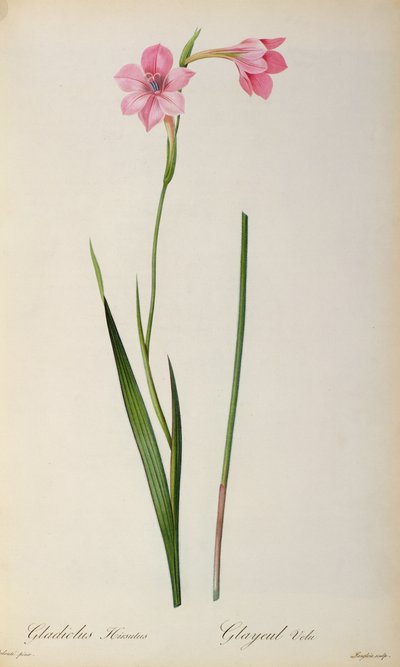Gladíolo Hirsulus, de `Les Liliacees &39;, 1805 de Pierre Joseph Redouté