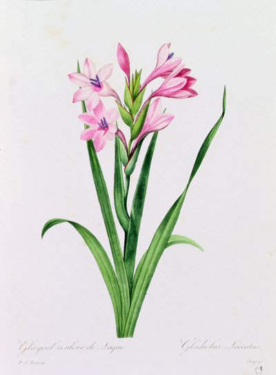 Glayeul Couleur de Laque (gravura a cores) de Pierre Joseph Redouté