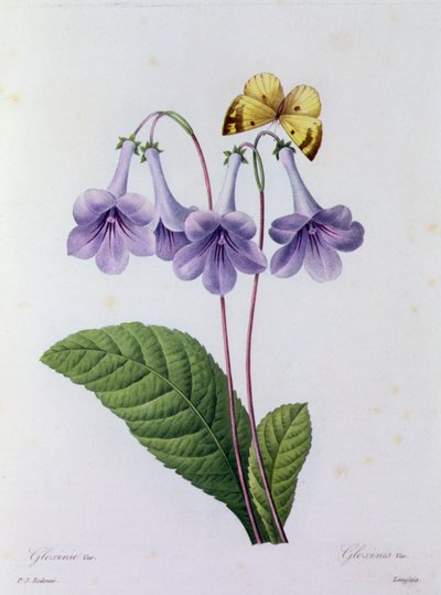 Gloxinia (gravura colorida) de Pierre Joseph Redouté
