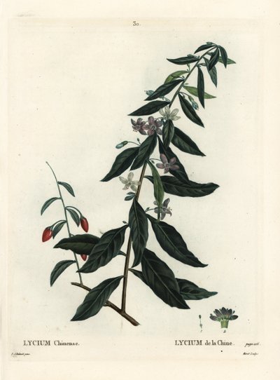 Goji berry ou boxthorn chinês, Lycium chinense. Gravura de ponto colorido por Moret depois de uma ilustração de Pierre-Joseph Redoute de Henri Louis Duhamel du Moncel