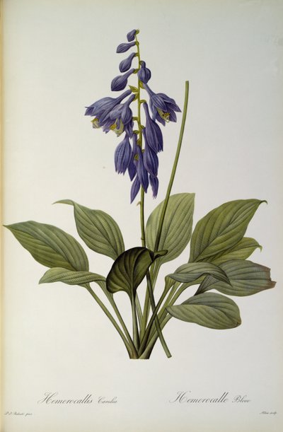 Hemerocallis azul, do `Les Liliacearum de 1806 de Pierre Joseph Redouté
