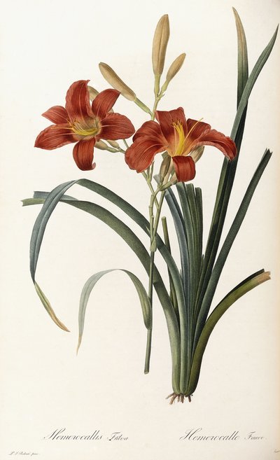 Hemerocallis Fulva - Hemerocalle Fauve de Pierre Joseph Redouté