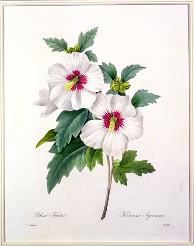 Hibiscus syriacus, gravado por Bessin, de &39;Escolha das mais belas flores&39;, 1827 de Pierre Joseph Redouté